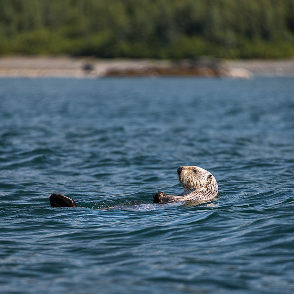 Sea Otter in the Prince William Sound