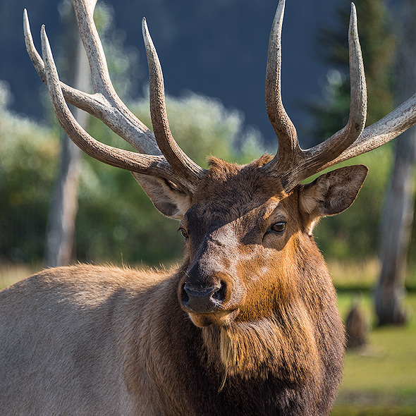 Preserve Alaska's wildlife through conservation, research, education and quality animal care