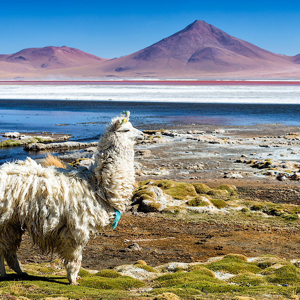 Posing Lama in front of Laguna Colorada