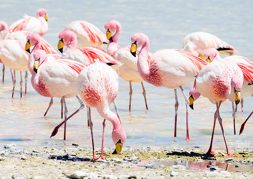 Beste Ort für Nahaufnahmen von Flamingos: Laguna Hedionda