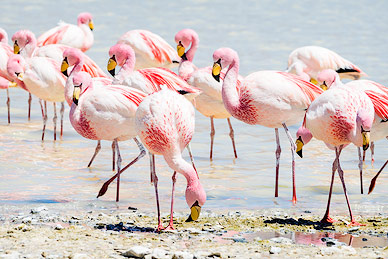 Flamingo close up shot at laguna Hedionda