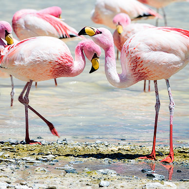 Flamingos in der Laguna Hedionda