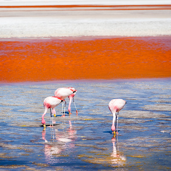 Sehr aufmerksam und scheu: Flamingos