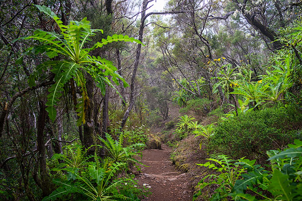 Laurel forest in the Garajonay National Park on La Gomera