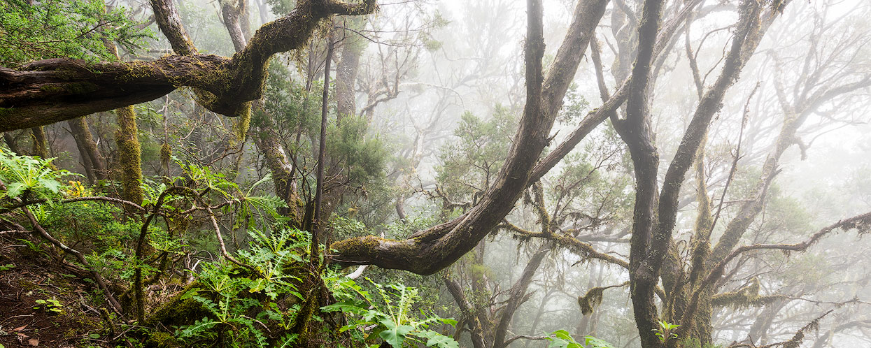 Ein Highlight für jeden Fotograf und Naturliebhaber: der Nebelwald im Garajonay Nationalpark