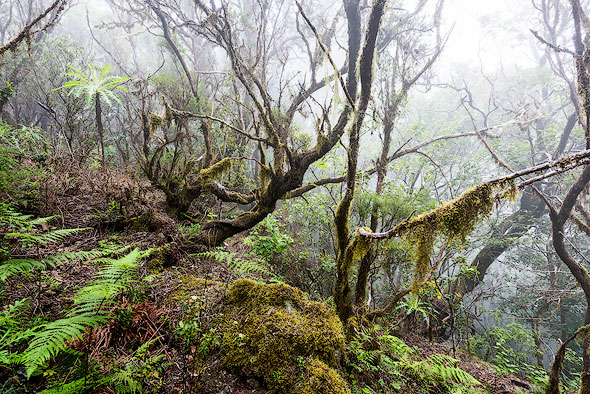 Morning fog in the Laurisilva forest