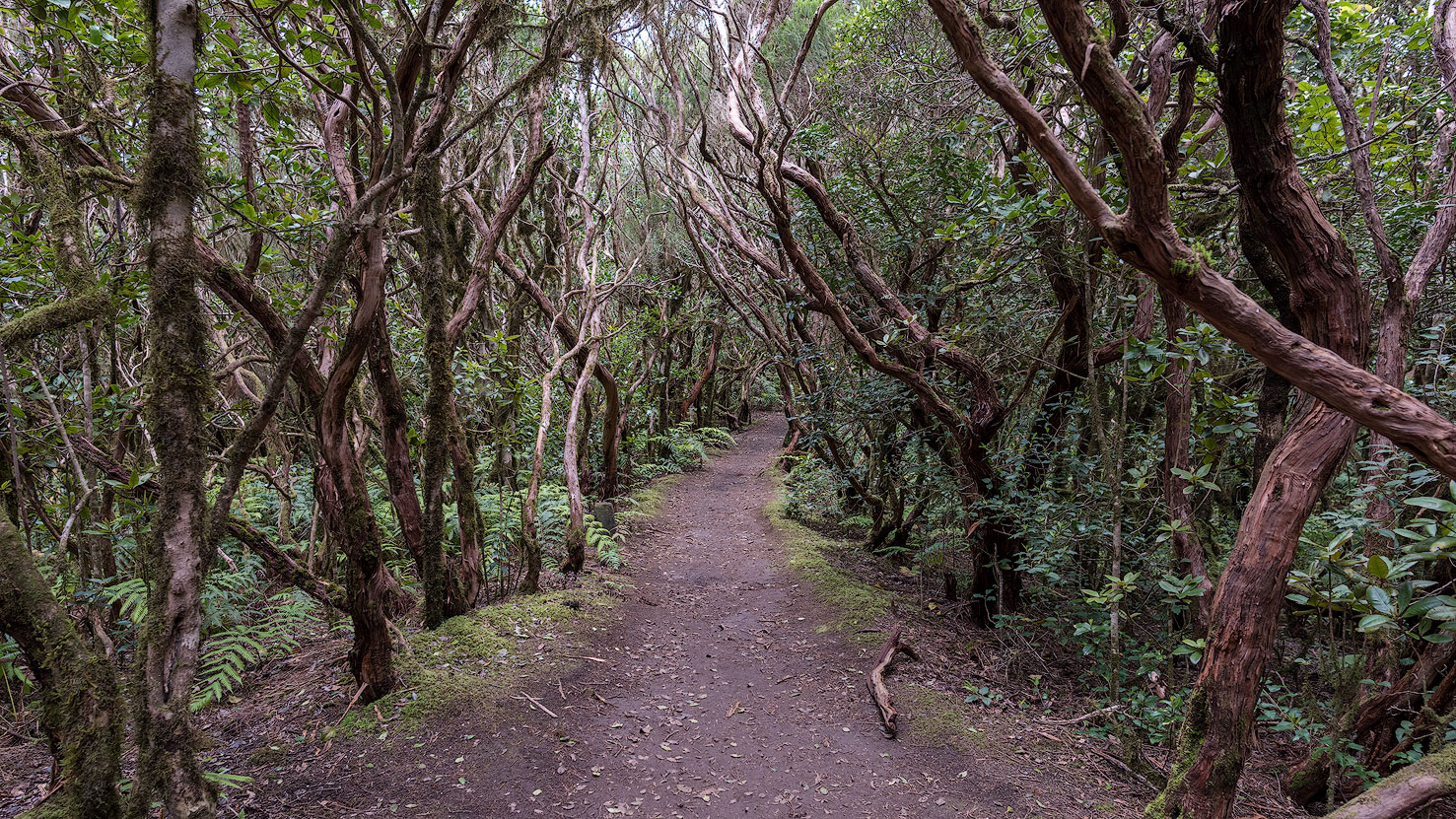 Laurel forest in the Anaga Mountains