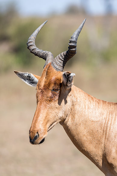 Portrait einer Antilope