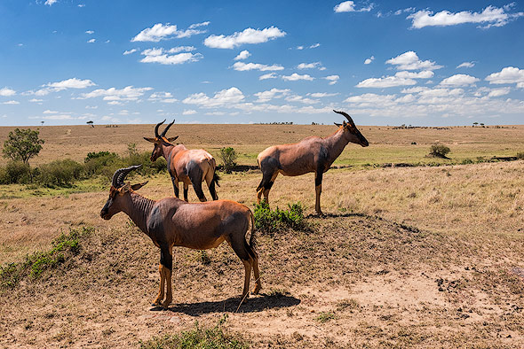 Antilopes looking for predators