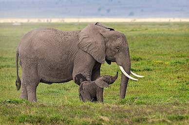 Baby-Elefant mit seiner Mutter