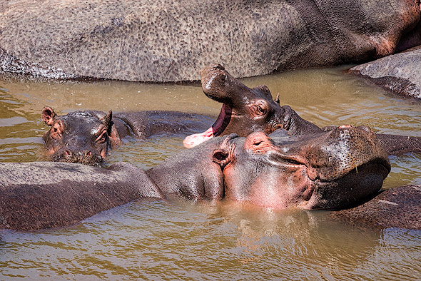 Yawning Hippo baby