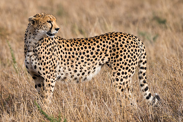 Cheetah is looking for her cub