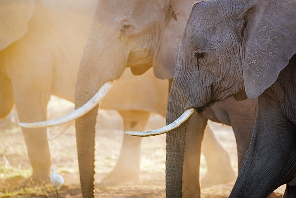 Close up shot of Elephants
