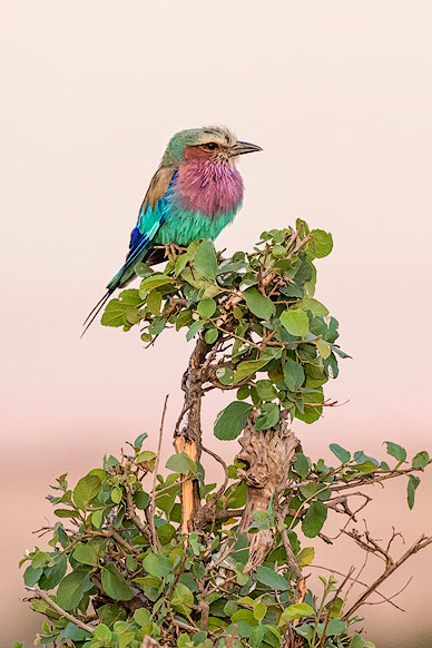 Colorful little bird