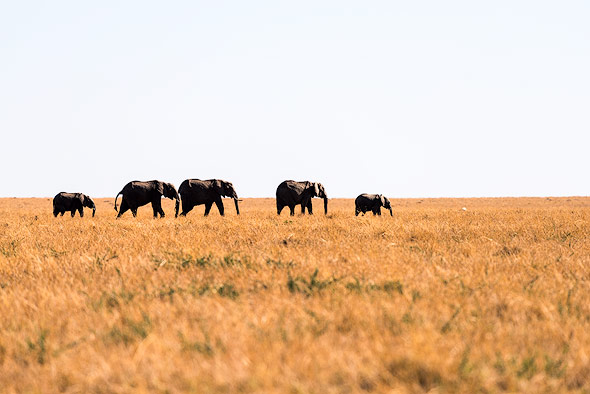 Elefanten-Familie in der Masai Mara