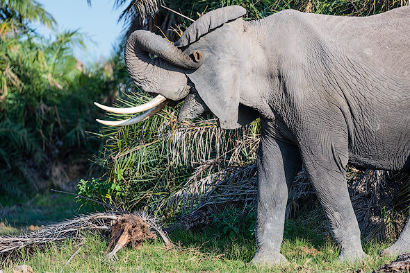 Fotoschüchterner Elefant im Amboseli NP