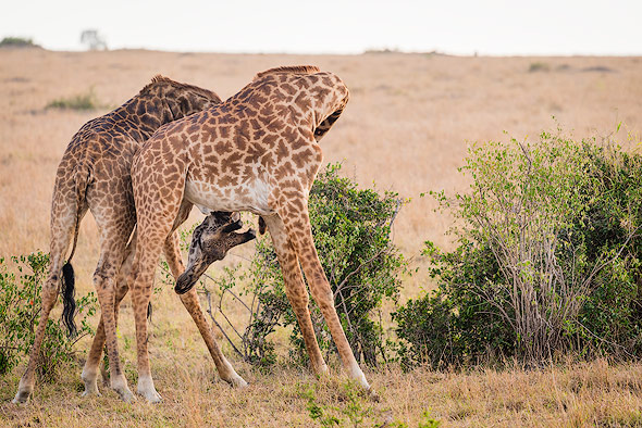 Zwei Giraffe beim Kampf um das Weibchen