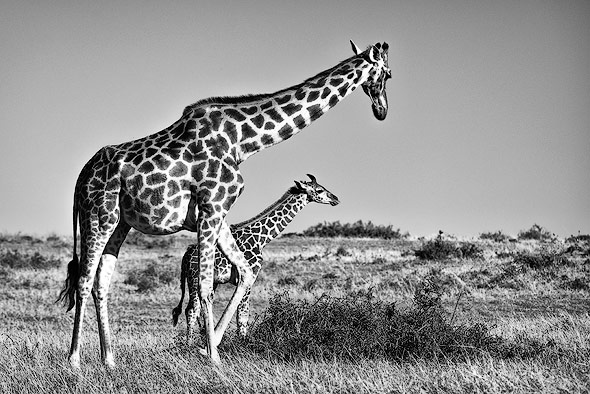 Giraffenmutter mit ihrem Baby