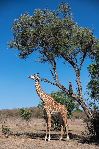 Giraffe is scratching his neck