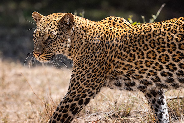 Leopard in der Masai Mara