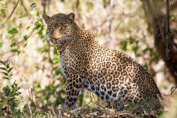 Leoparden gut getarnt und schwierig zu finden