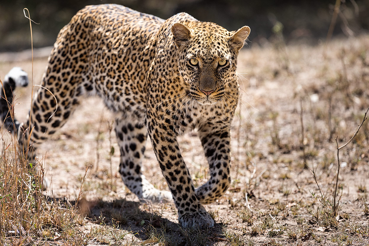 A Leopard walking towards the camera. This is the moment when you get shaky knees!