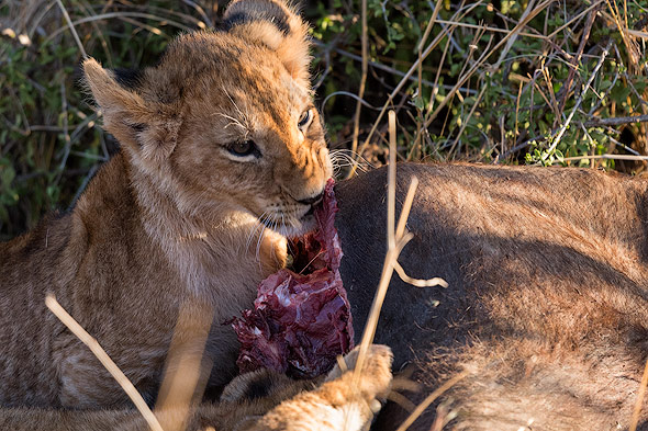 Lion cubs eating after a kill