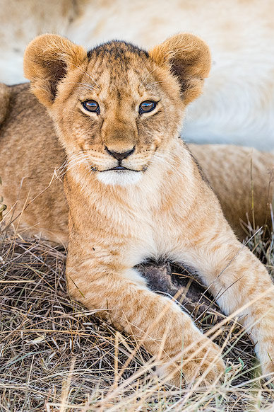 Portrait of a Lion cub