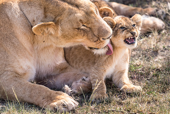 Little lion cub is not amused
