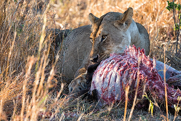 Lioness eating an Antilope