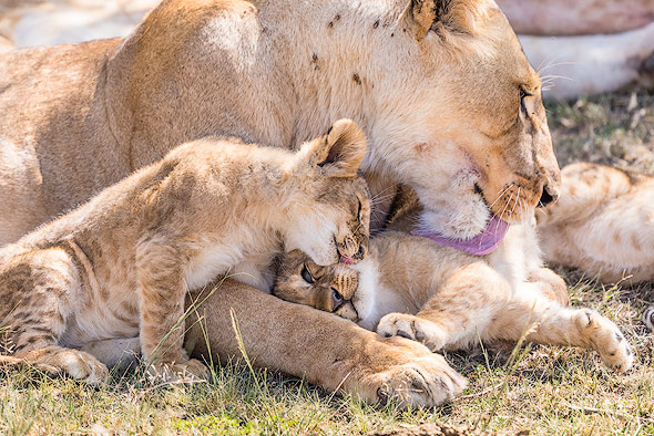 Mother and cub snuggle together