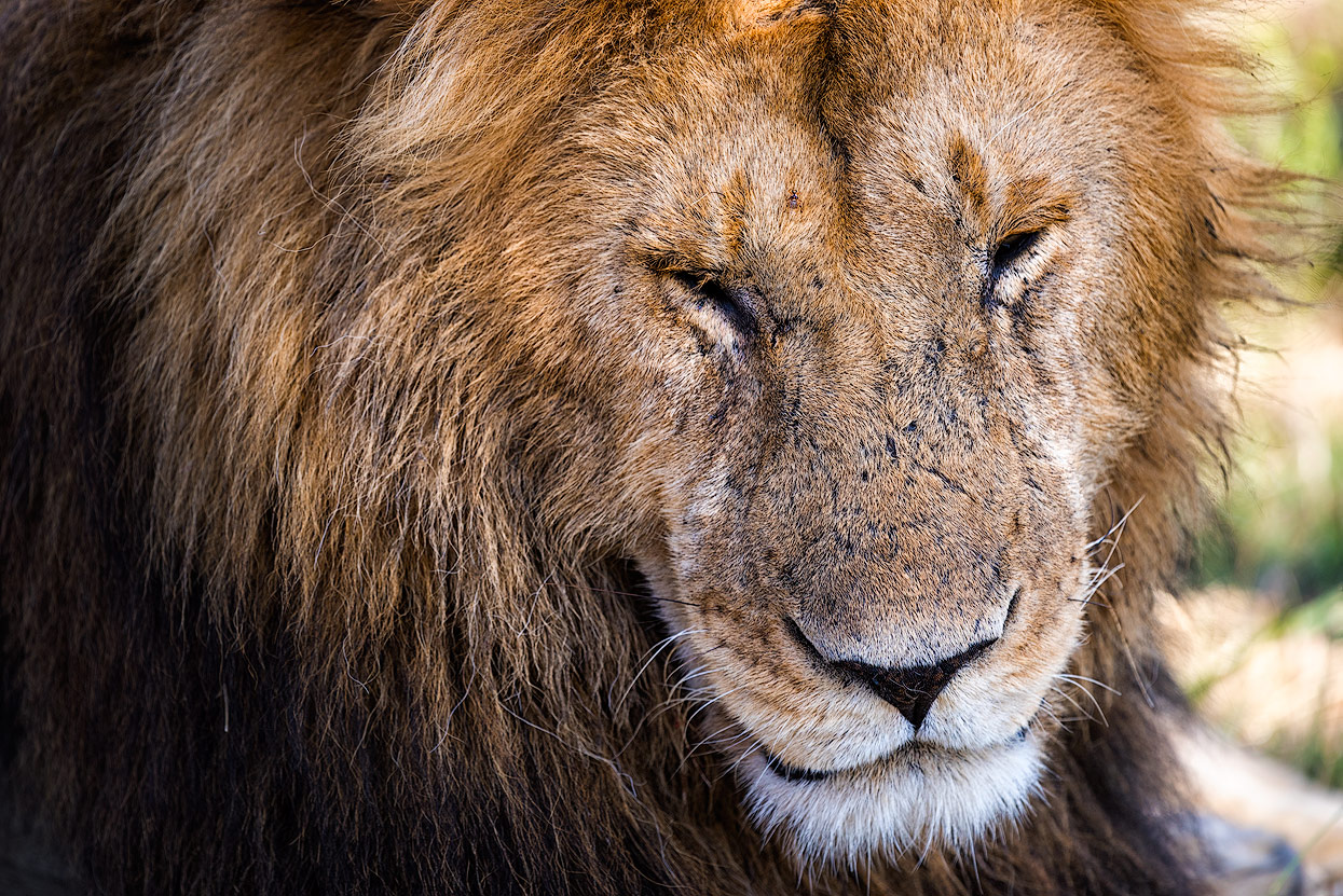 Löwen-Portrait in der Masai Mara
