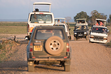 Traffic jam at Amboseli NP