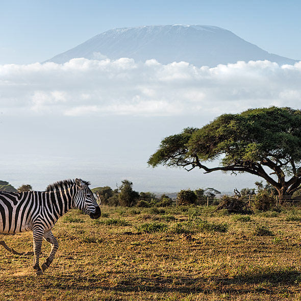 Zebra in front of Mount Kilimanjaro