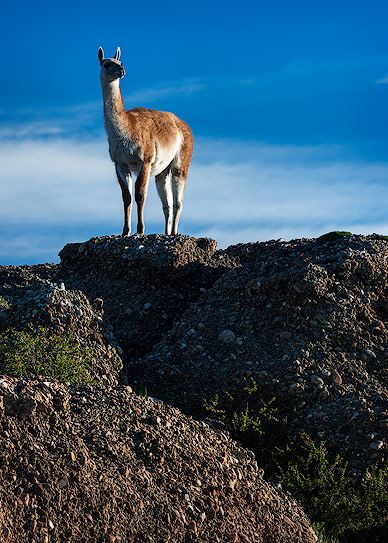 Vicuna in Torres del Paine National Park
