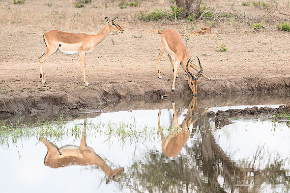 Reflection of an Antelope