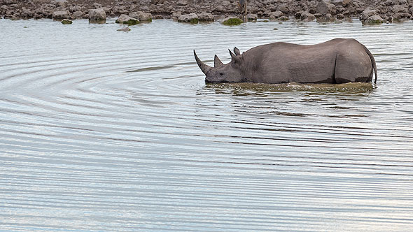 Black Rhino is taking a bath