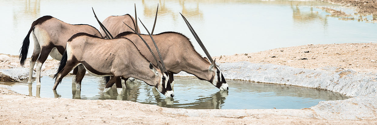 Oryx Antelope at Etosha