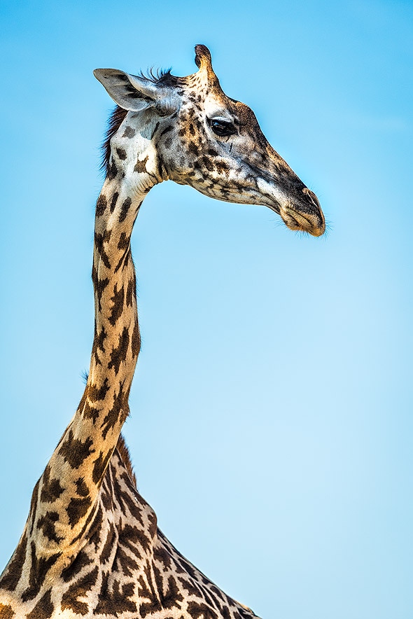 Skinny Giraffe