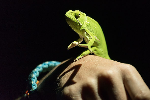 Chameleon at a night game drive at Sabi Sand Game Reserve