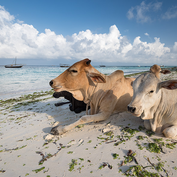 Selbst die Kühe scheinen den Strand zu geniessen